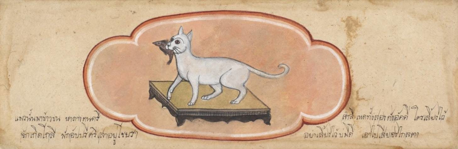 ภาพของแมวขาวตาแดงจากสมุดข่อยไม่ปรากฏชื่อผู้เขียน และผู้วาดภาพ รวมถึงวันที่ที่ทำการบันทึก แต่คาดว่าน่าจะเป็นตำราที่เขียนขึ้นในศตวรรษที่ 19 ปัจจุบันถูกเก็บรักษาอยู่ที่ห้องสมุด British Library