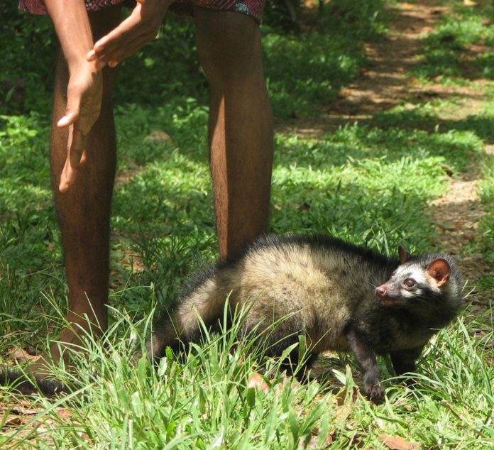 Asian_Palm_Civet_with_Human