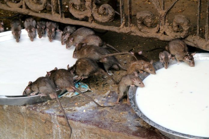 Breakfast_time!_-_Karni_Mata_Temple_(8029422436) หนู วิหารการ์นีมาตา อินเดีย