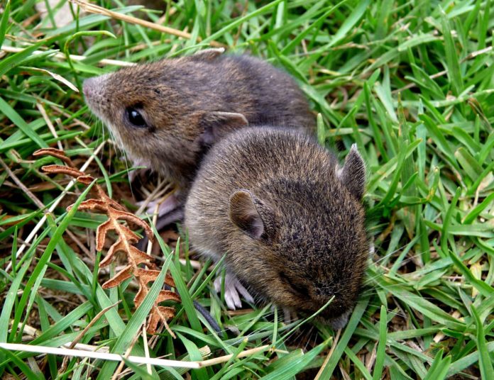 baby_bank_voles_-_flickr_-_gailhampshire_1