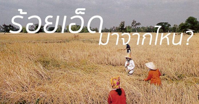 ทุ่งนา ชาวนา ร้อยเอ็ด