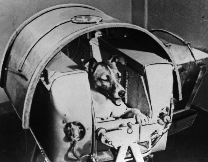 Laika1957