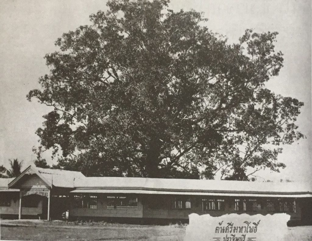 ต้นโพธิ์ อำเภอศรีมโหสถ ปราจีนบุรี
