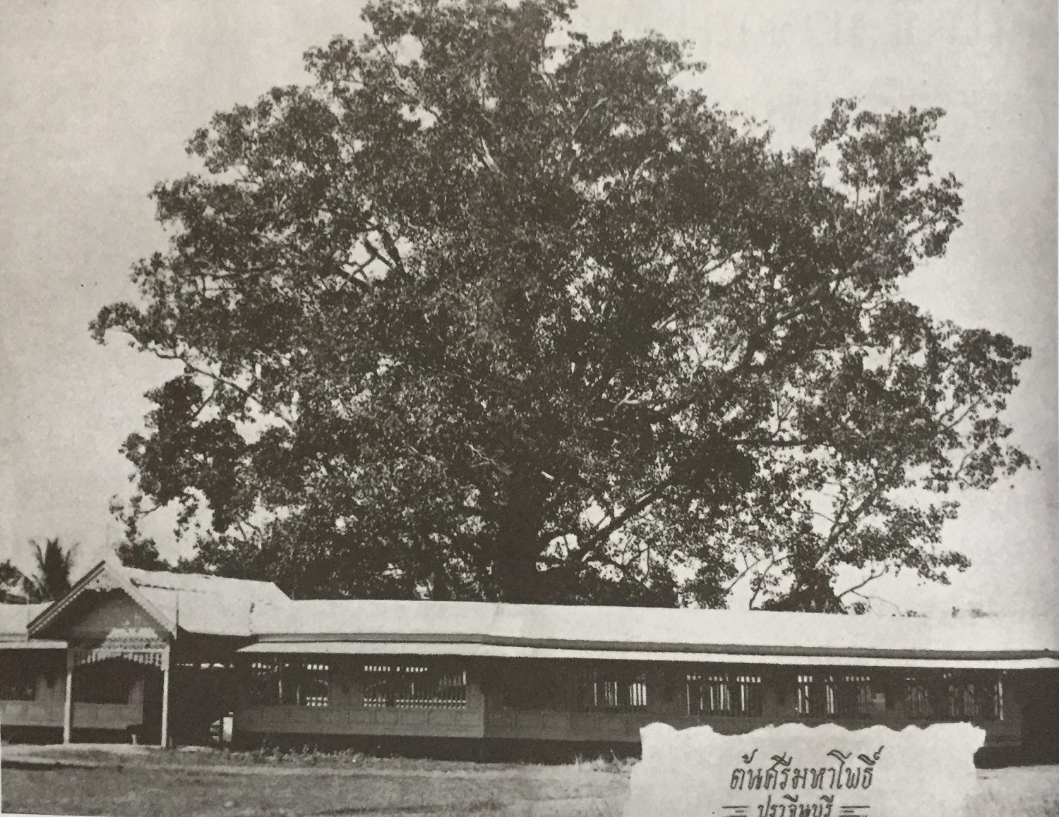 ต้นโพธิ์ อำเภอศรีมโหสถ ปราจีนบุรี
