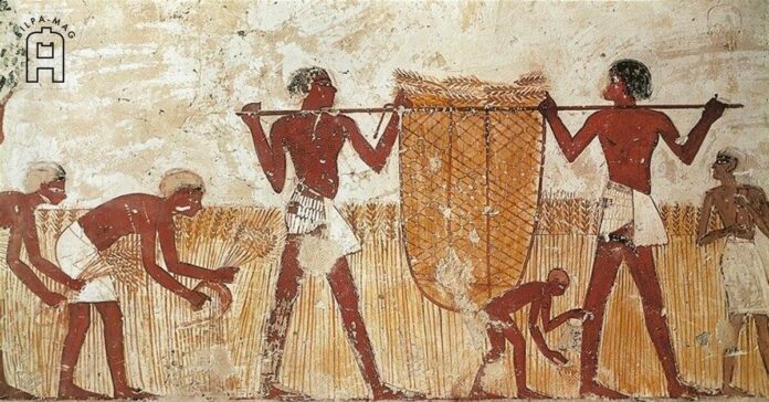 ภาพวาด ชาวนา อียิปต์โบราณ