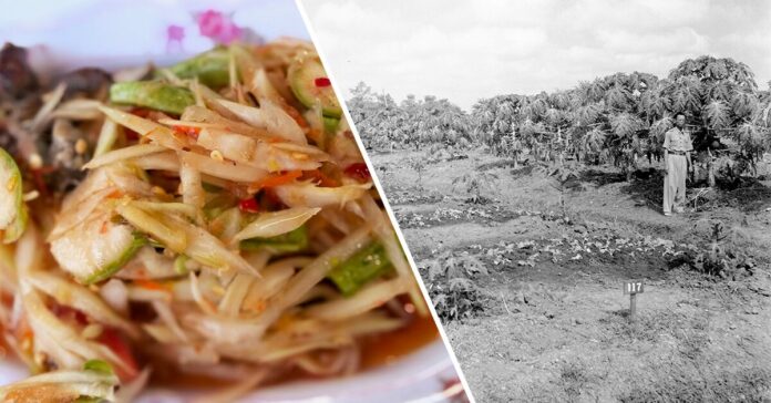 ภาพปก-ส้มตำ-มะละกอ