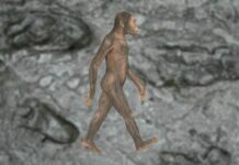 รอยเท้าเลโทลิ Australopithecus afarensis ญาติ บรรพชน มนุษย์ กลุ่ม โฮโมนิน