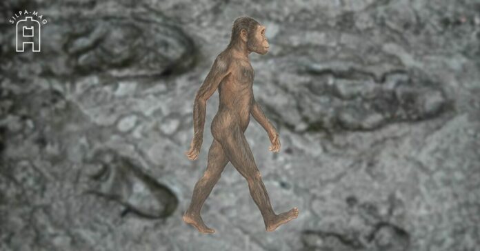 ภาพปก - รอยเท้าเลโทลิ รอยเท้าเลโทลิ Australopithecus afarensis ญาติ บรรพชน มนุษย์ กลุ่ม โฮโมนิน