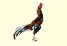 ไก่ชนของสมเด็จพระนเรศวร