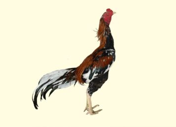 ไก่ชนของสมเด็จพระนเรศวร