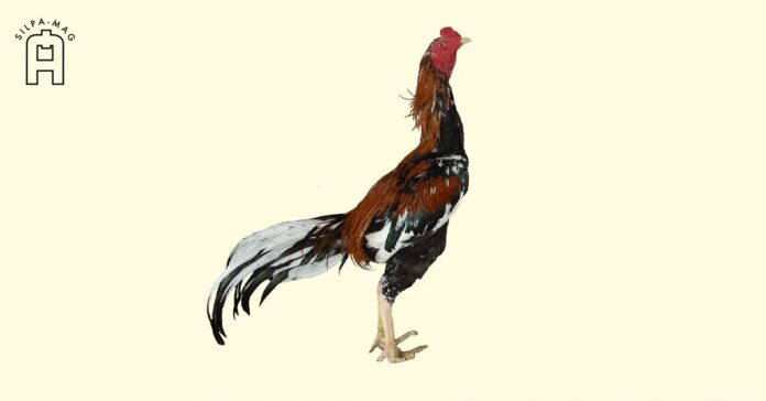 ไก่ชนของสมเด็จพระนเรศวร