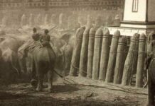การจับช้าง การค้าช้าง ใน เพนียด