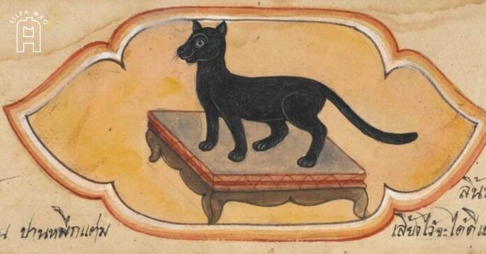 แมวดำ แมวดี ภาพวาด สมุดข่อย