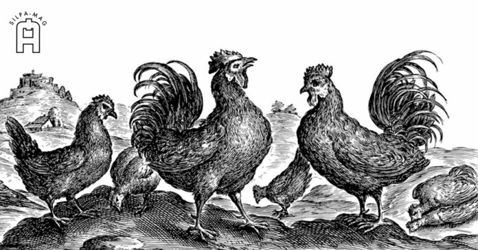 ไก่ สัตว์