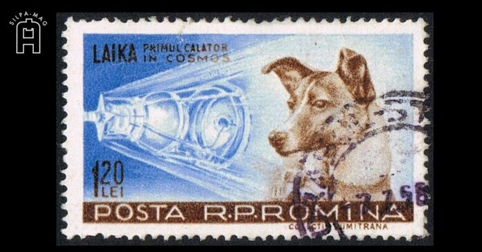 ไลก้า หมาไลก้า สุนัข อวกาศ สุนัขตัวแรกที่โคจรรอบโลก