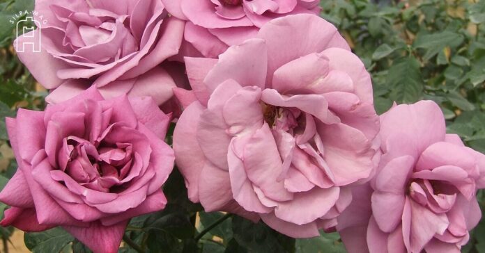 Cover photo ROSES กุหลาบ ดอกไม้แห่งความรัก