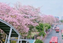 ชมพูพันธุ์ทิพย์ ทาเบบูย่า ที่ สถานีรถไฟฟ้า หมอชิต สวนจตุจักร