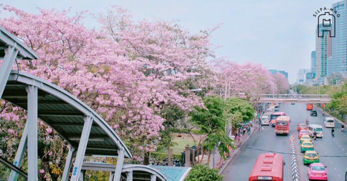 ชมพูพันธุ์ทิพย์ ทาเบบูย่า ที่ สถานีรถไฟฟ้า หมอชิต สวนจตุจักร