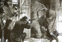 ช้าง เครื่องราชบรรณาการ จาก สยาม ถูกชาวฝรั่งเศส ยิง