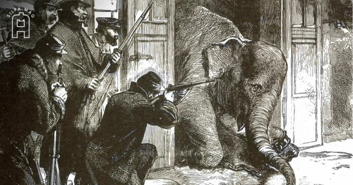 ช้าง ช้างสยาม เครื่องราชบรรณาการ จาก สยาม ถูกชาวฝรั่งเศส ยิง