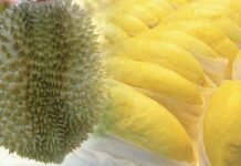 ทุเรียน ผลไม้ เนื้อทุเรียน สีเหลือง ทุเรียนหมอนทอง