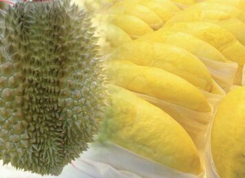 ทุเรียน ผลไม้ เนื้อทุเรียน สีเหลือง ทุเรียนหมอนทอง
