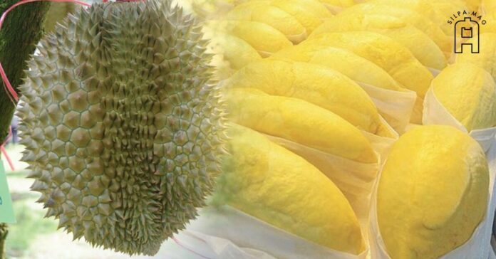 ทุเรียน ผลไม้ เนื้อทุเรียน สีเหลือง ทุเรียนหมอนทอง