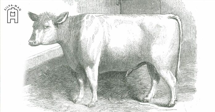 ภาพวาด วัวกระทิง ของพระราชทาน แด่ พระเจ้ากรุงสยาม