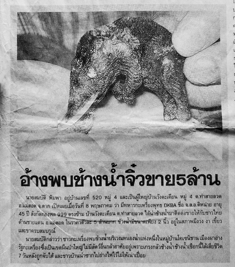 ช้าง ช้างน้ำ หนังสือพิมพ์ ข่าว