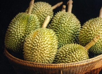 ทุเรียน ประกอบเรื่อง สังฆราชปาเลอกัวซ์ กินทุเรียนเป็น