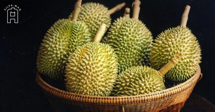 ทุเรียน ประกอบเรื่อง สังฆราชปาเลอกัวซ์ กินทุเรียนเป็น