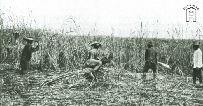 farmer ข้าวยากหมากแพง