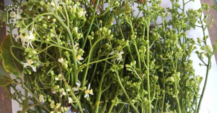 ภาพปก - สะเดา สะเดา