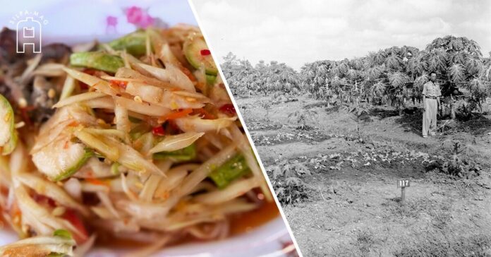 som tumjpg ส้มตำ ตำบักหุ่ง มะละกอ