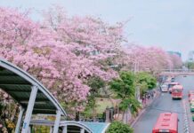 ชมพูพันธุ์ทิพย์ ทาเบบูย่า ที่ สถานีรถไฟฟ้า หมอชิต สวนจตุจักร ทาเบบูย่า ต้นไม้