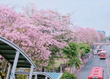 ชมพูพันธุ์ทิพย์ ทาเบบูย่า ที่ สถานีรถไฟฟ้า หมอชิต สวนจตุจักร ทาเบบูย่า ต้นไม้