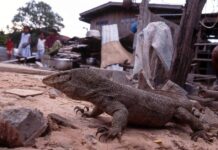 หมู่บ้านตะกวด บ้านตรึม จังหวัดสุรินทร์