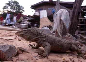หมู่บ้านตะกวด บ้านตรึม จังหวัดสุรินทร์