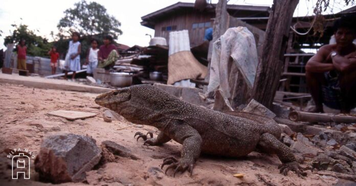 หมู่บ้านตะกวด บ้านตรึม จังหวัดสุรินทร์