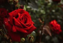 ดอกกุหลาบแดง วันวาเลนไทน์