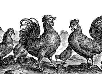 เสียงไก่ขัน ไก่