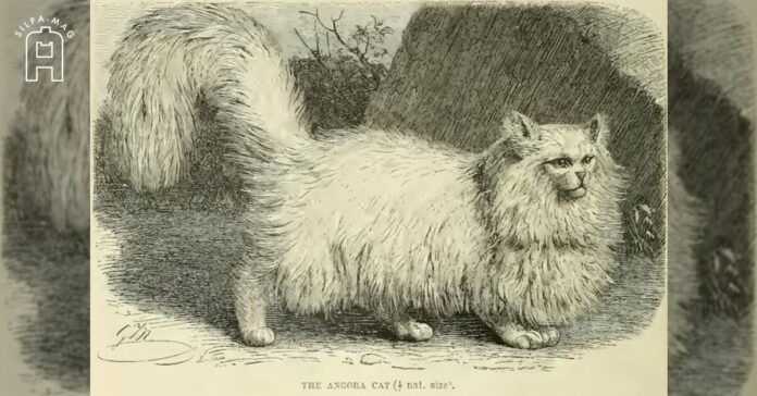 Cover photo Angora Cat แมวแองโกร่า ผสมพันธุ์ กับ แมวพื้นเมือง เป็น แมวเปอร์เซีย