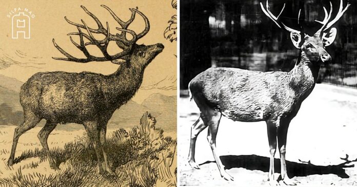 Cover photo Schomburgk's deer สมัน หรือ เนื้อสมัน สูญพันธุ์ เพราะ ขุด คลองรังสิต