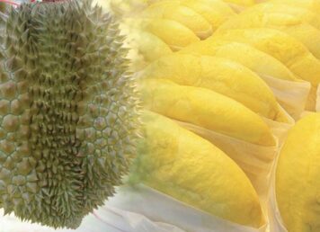ทุเรียน ผลไม้ เนื้อทุเรียน สีเหลือง ทุเรียนหมอนทอง เปิดที่มา ทุเรียนหมอนทอง