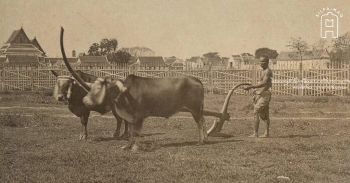 cover-cow พระโคแรกนาขวัญ ทุ่งพระเมรุ สนามหลวง