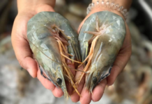 กุ้ง กุ้งแชบ๊วย