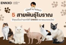 ENNXO ตลาดแมวออนไลน์