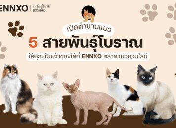 ENNXO ตลาดแมวออนไลน์