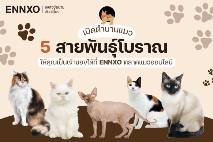 ENNXO ตลาดแมวออนไลน์