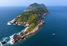 เกาะอสรพิษ บราซิล งูโกลเดนแลนซ์เฮด